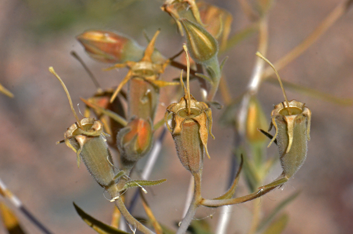 Adonis Blazingstar; another view of the cylindric fruiting capsule; Adonis Blazingstar prefers open sunny areas in dry sandy well drained soils, gravel bars and roadsides. Preferred habitats are in desert Creosote-bush scrub communities. Mentzelia multiflora 